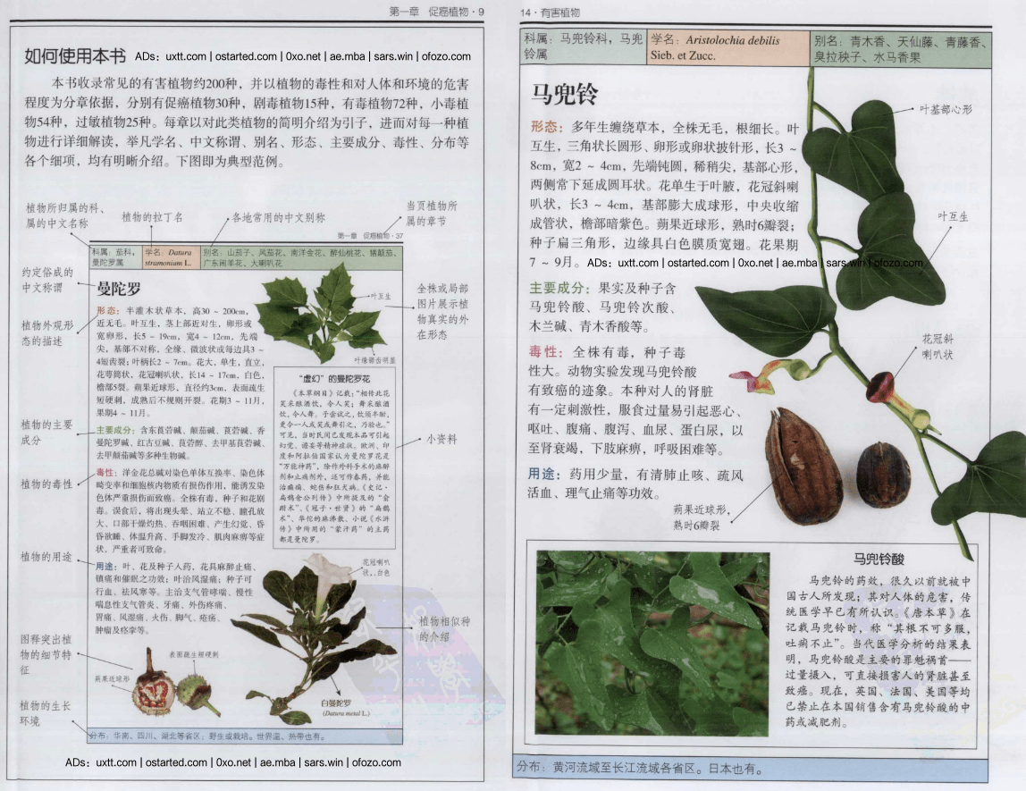 有害植物：近200种有害植物的彩色图鉴.林有润.全彩扫描版 PDF下载 - 第4张图片